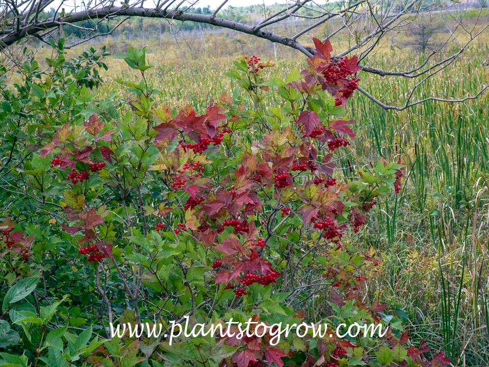 Cranberry Bush Viburnum (Viburnum opulus var trilobum)
This was the reddest I have ever seen this plant. (August 29)
